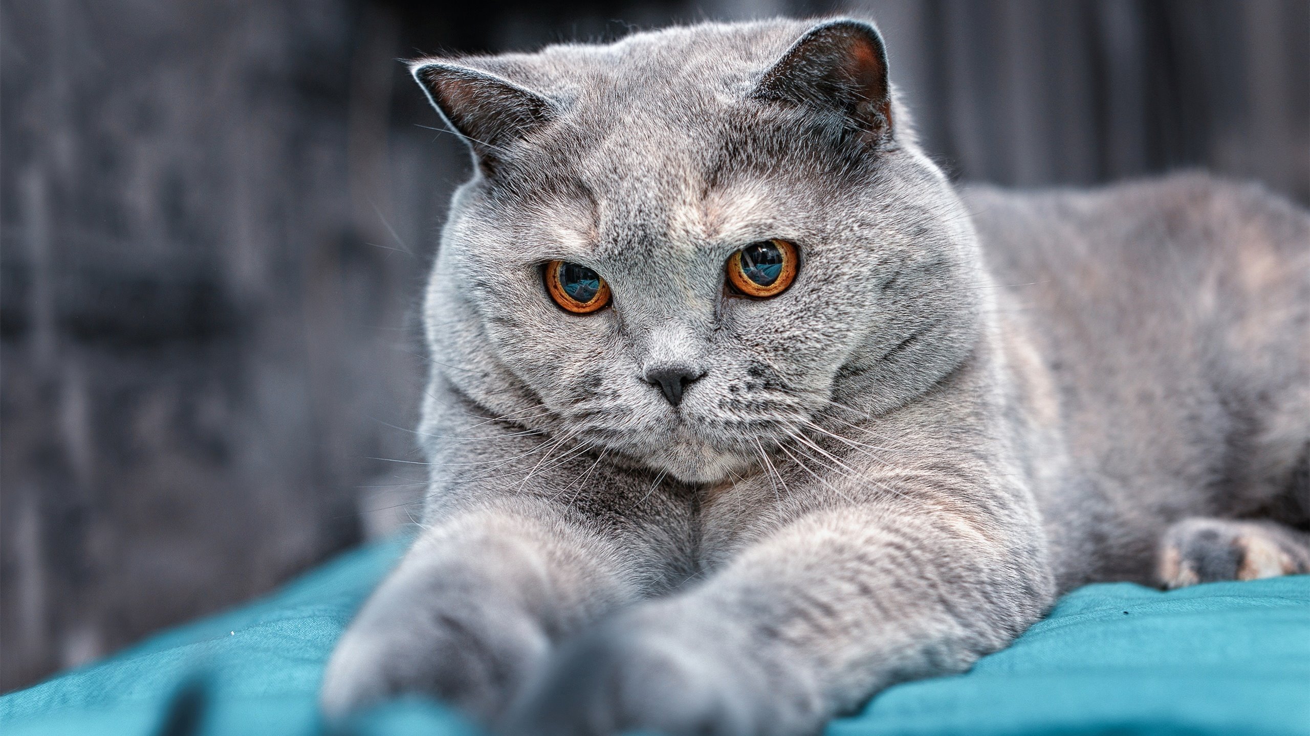 熊猫体育在线登录-勇士逆转公牛，东部决赛中库里罚球绝杀，库里32分勇士遭马刺逆转