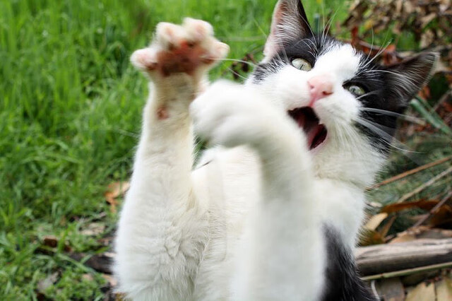 精彩羽毛球比赛后球员泪洒赛场,羽毛球比赛结束感言经典句子