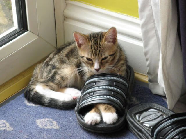 熊猫体育-谢菲联遭遇回击，战略转变有待思考，谢菲联 老板