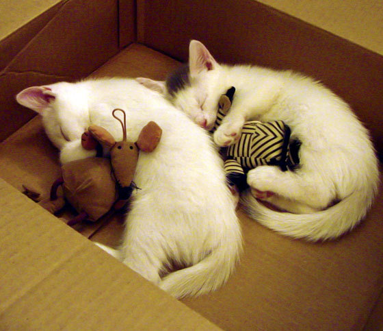 熊猫体育网站入口-世界排球联赛中国男排小组逆转晋级，世界排球联赛中国男排小组逆转晋级名单