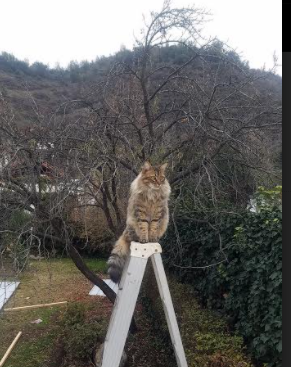 熊猫体育在线官网-蒙彼利埃加强身体对抗提升中场硬度，蒙彼利埃球员名单