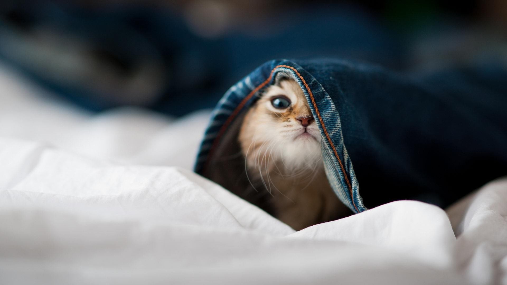 熊猫体育在线登录-乌拉圭男篮在南美锦标赛中续写传奇，赢得金牌