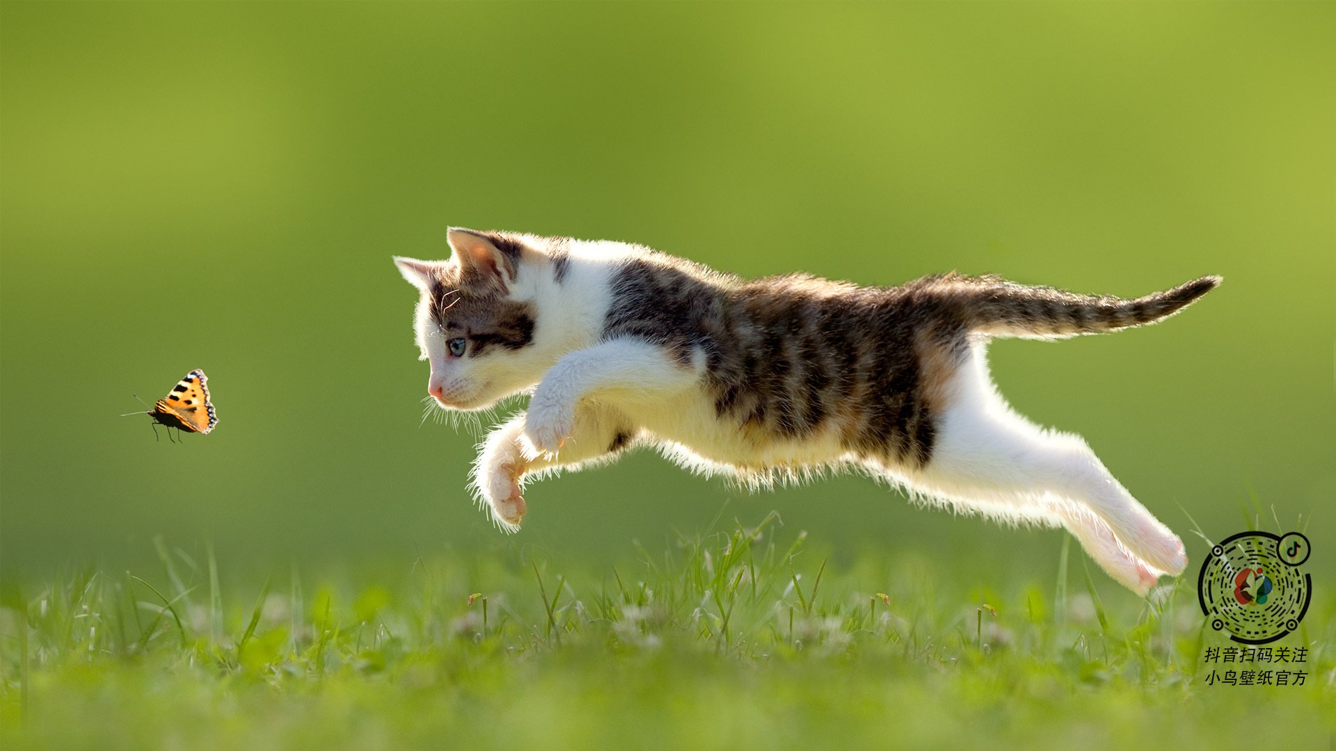 熊猫体育官方网站-塔特的球场智慧与精准的进攻策划，使袋鼠队战无不胜