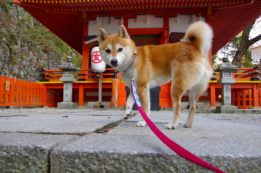 熊猫体育网页版-女足联赛持续扩军计划提升比赛覆盖与竞争强度，中国女足联赛扩军