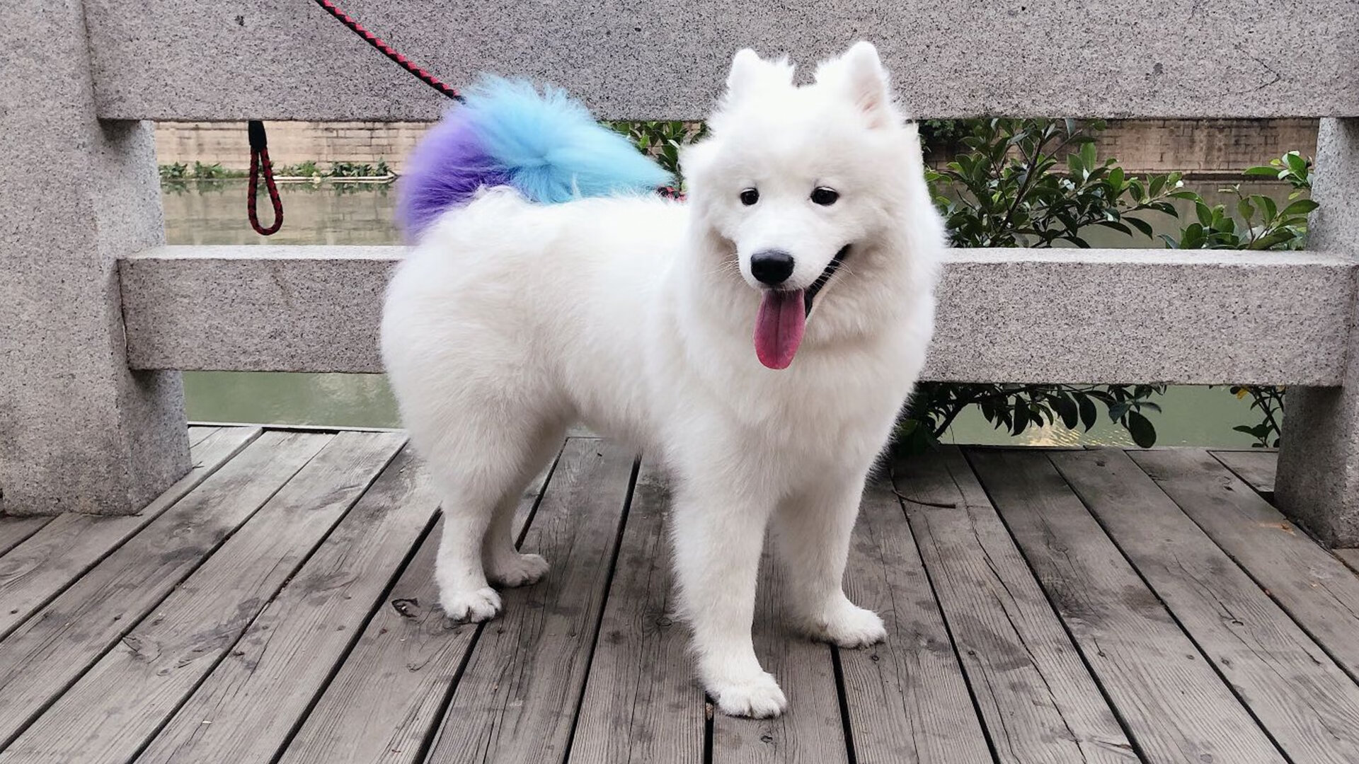 熊猫体育全站-库里赛季总结视频播放量破千万，库里2021赛季视频