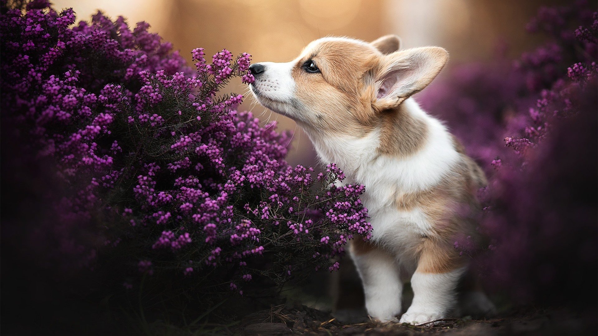 熊猫TV-德甲兵锋锐利：攻守变幻，精彩纷呈！，兵锋是什么意思