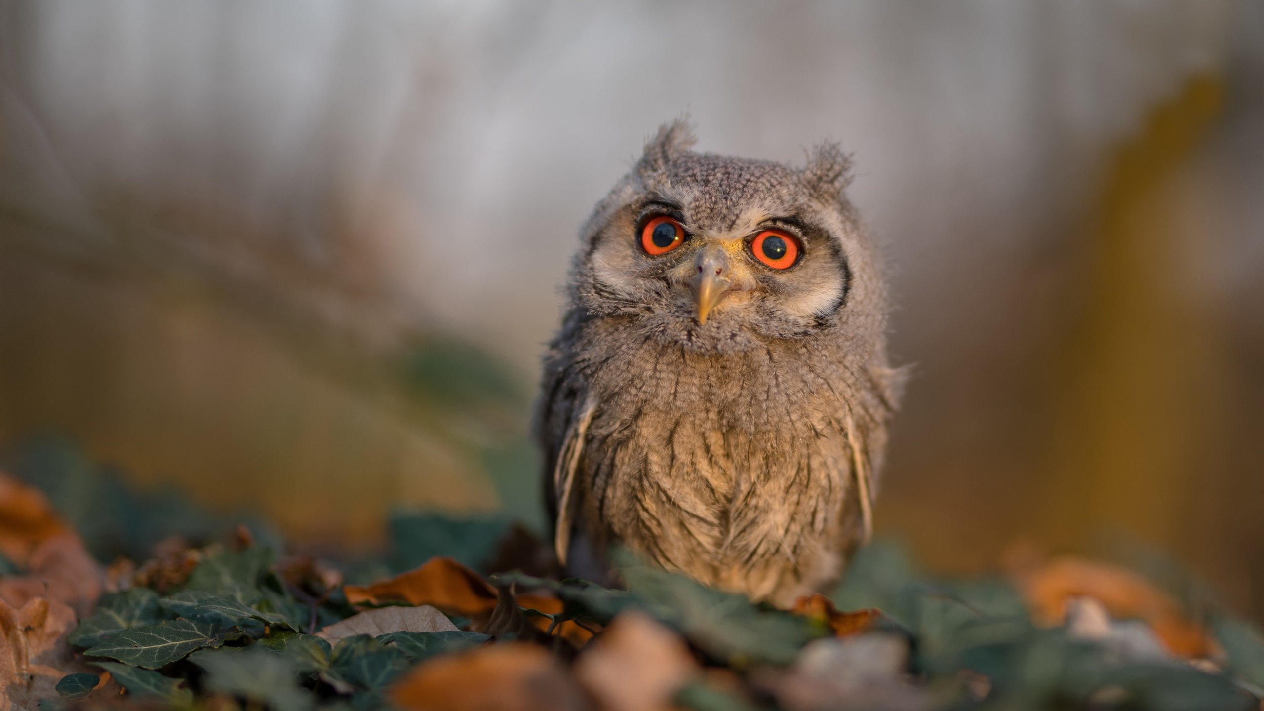 熊猫体育平台-科特迪瓦男篮在非洲锦标赛中连续夺冠，体育事业再跨新台阶，科特迪瓦男篮排名